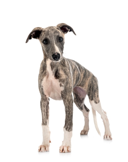 English Whippet in front of white background