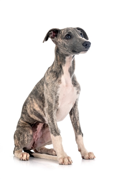 English Whippet in front of white background