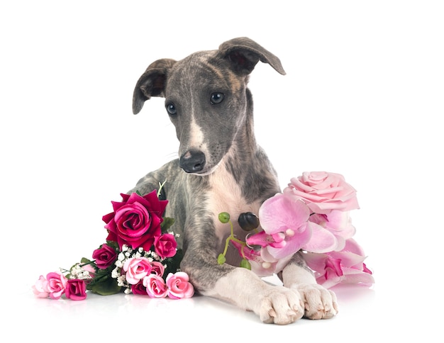 English Whippet in front of white background