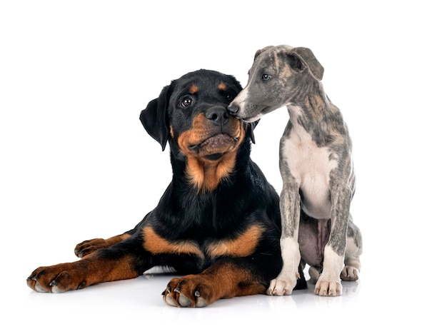 English Whippet and rottweiler in front of white background