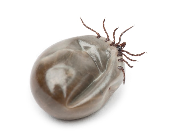 Engorged of blood Castor bean tick, Ixodes ricinus, a species of hard-bodied tick, against white background