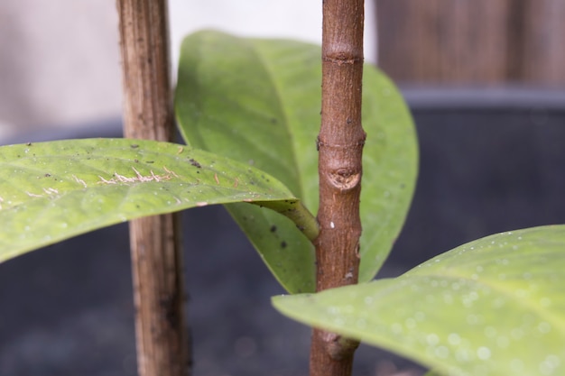 Enig groen blad op droge tak