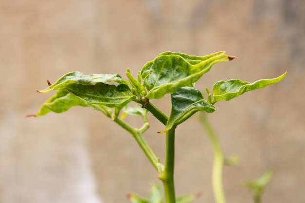 Enig groen blad op droge tak