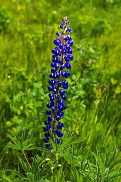 Enige blauwe lupinebloem op groene bomen natuurlijke achtergrond.