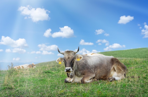 Enige bruine Zwitserse koe die op het gras op blauwe hemelachtergrond ligt