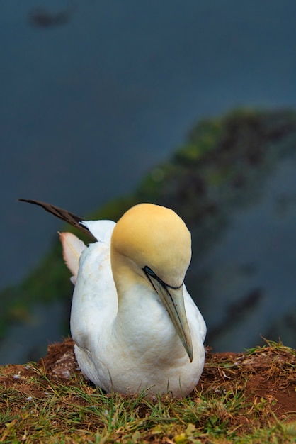 Enige noordelijke granaat op de rode rots - eiland Helgoland