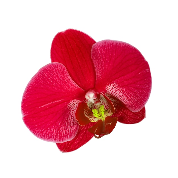 Enige rode orchideebloem die op witte achtergrond wordt geïsoleerd