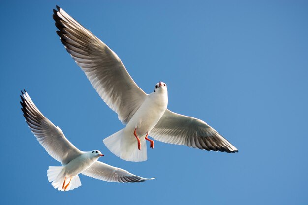 Enige zeemeeuw die in een blauwe hemel als achtergrond vliegt