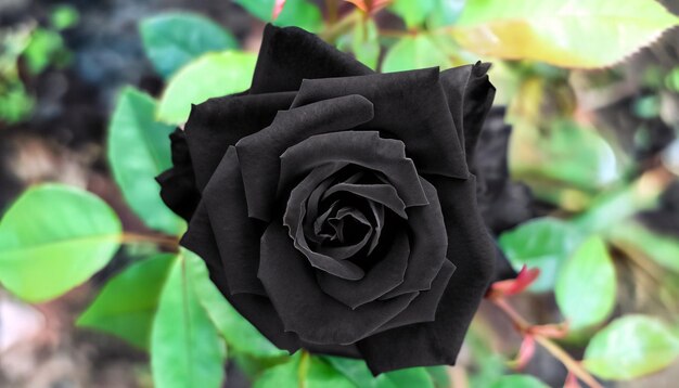 Foto eleganza enigmatica foto gratuita di una rosa nera abbraccia la misteriosa bellezza della rara fioritura della natura