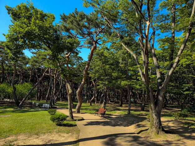 Foto godetevi un bellissimo paesaggio autunnale con queste foto del parco hwangseong a gyeongju, in corea