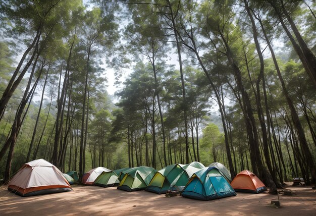 Enjoying beautiful landscape with Camping Tents In pine forests