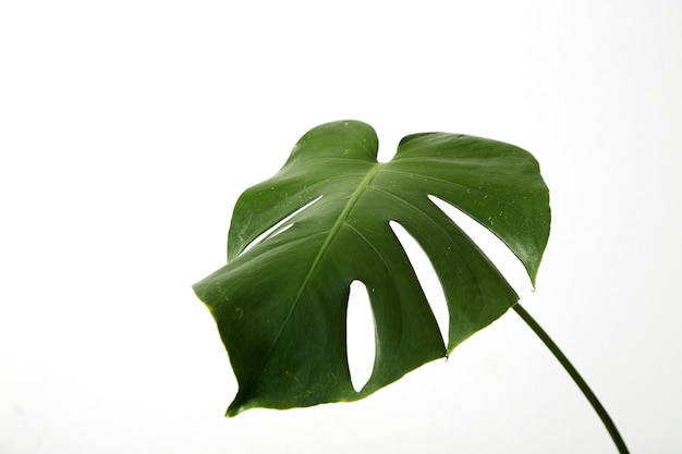 Enkel blad van de palmplant van monstera deliciosa