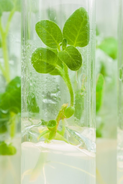 Enkele aardappelplant in laboratoriumbuis met voedingsmedium