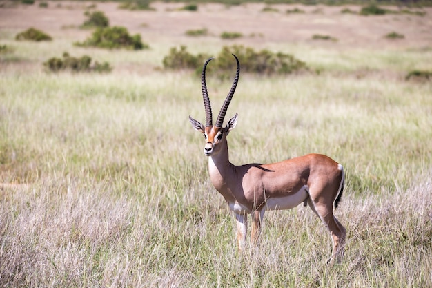 Enkele antilopen in het graslandschap van Kenia