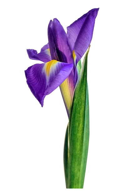 Enkele blauwe iris bloem geïsoleerd op wit