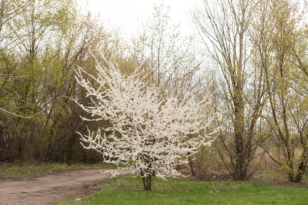 Enkele bloeiende boom in het voorjaar.