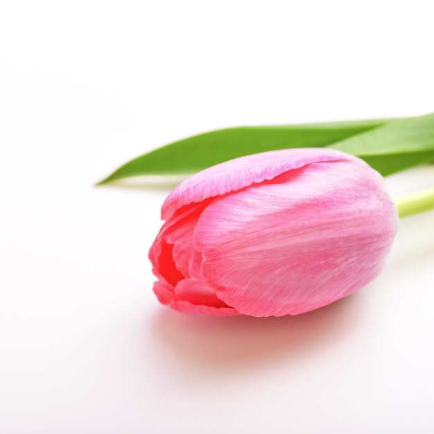 Enkele bloem tulp roze op wit oppervlak