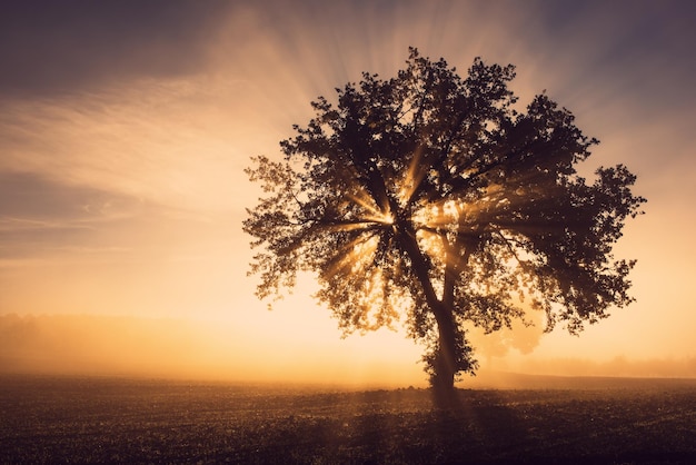 Enkele boom in de mist