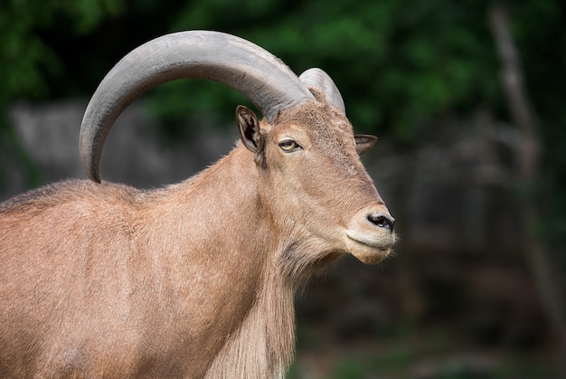 Enkele bruine Barbarijse schapen in het bos