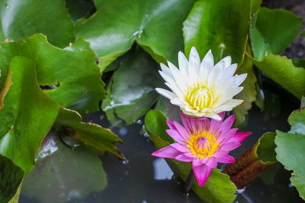 Enkele eenvoudige kleurrijke mooie roze paarse lotusbloem van de close-up bovenaanzicht