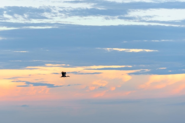 Foto enkele eenzame vogel in de avondlucht