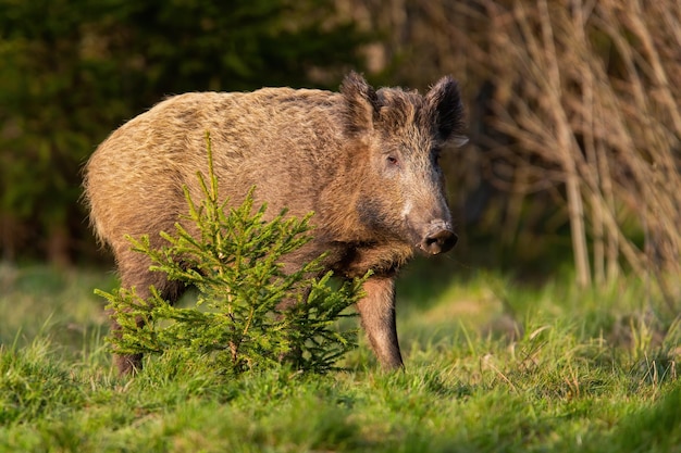 Enkele everzwijn staande achter een jonge boom in warm avondlicht