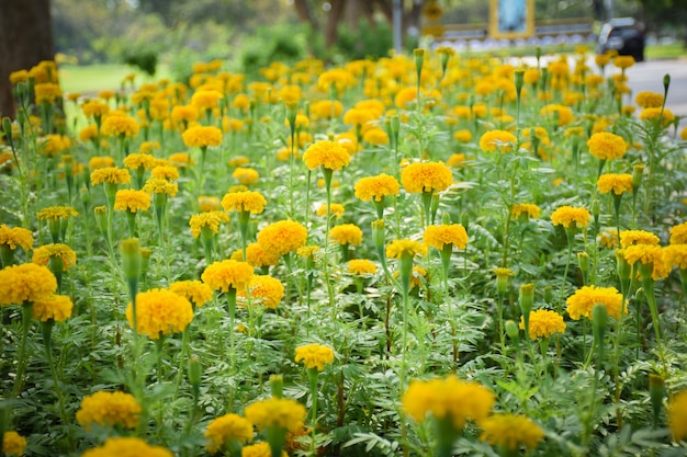 Foto enkele focus van goudsbloem bloemen met bladeren op geplaatst