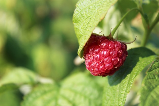 Enkele framboos opknoping onder blad