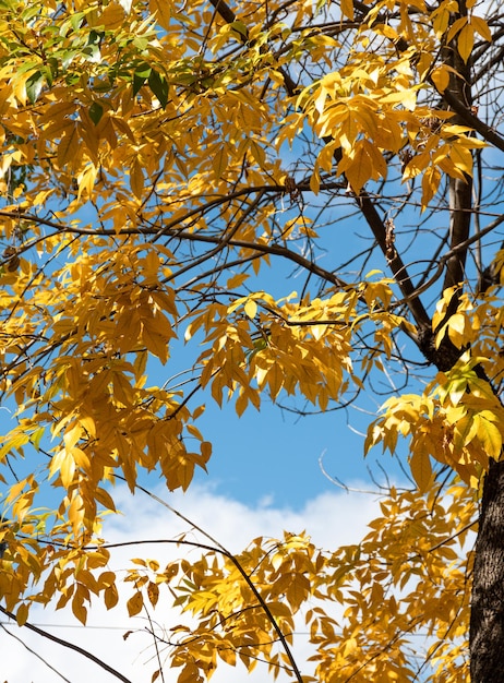 Enkele gele herfstbladeren aan een boom