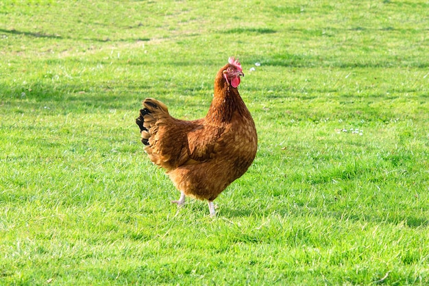 Enkele gratis bruine kip gras op groen gras in zonnige zomerdag