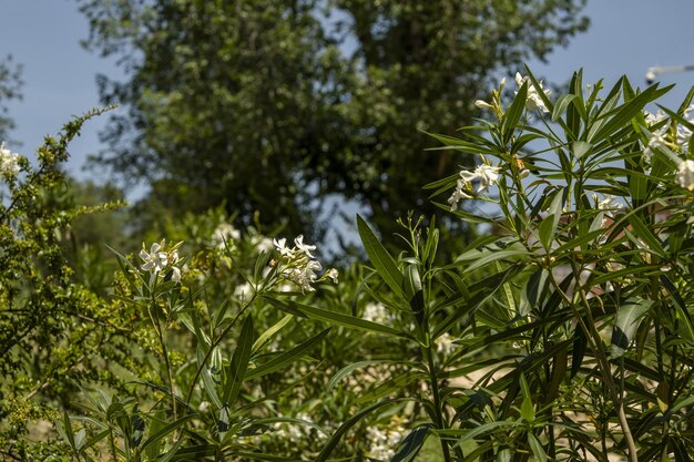 Enkele groene hagen met witte bloemen naast hoge bomen in een stadspark