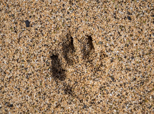 Enkele hondenpootafdruk in zand