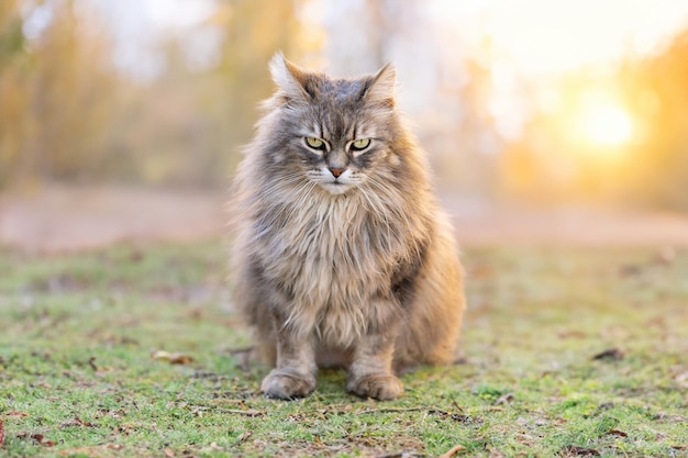 Enkele kat zittend op de stoep