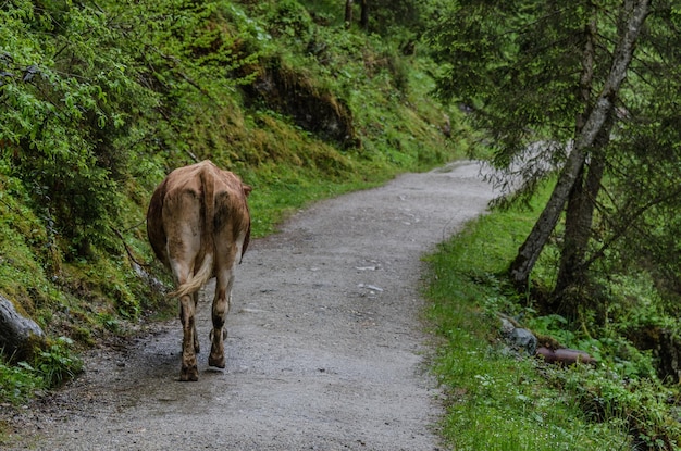 Enkele koe op de weg