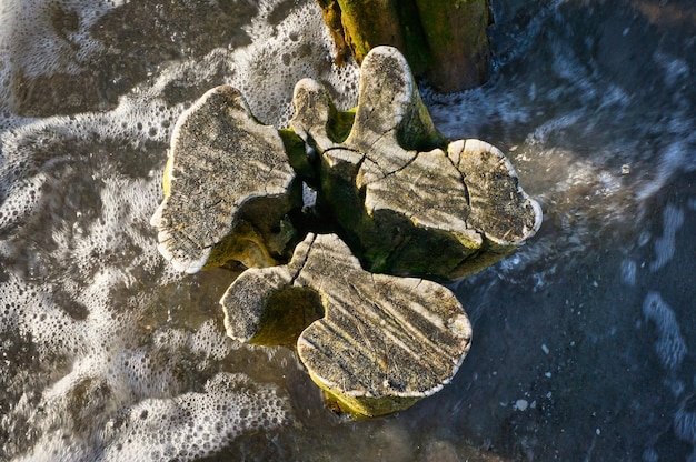 Enkele krib op het strand kronkelige vorm van het hout Zand en zee rond de stam
