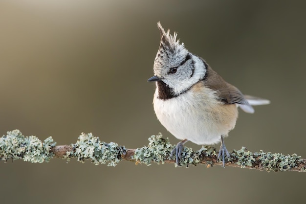 Enkele kuifmees zittend op een tak met korstmos in het voorjaarsbos bij zonsopgang