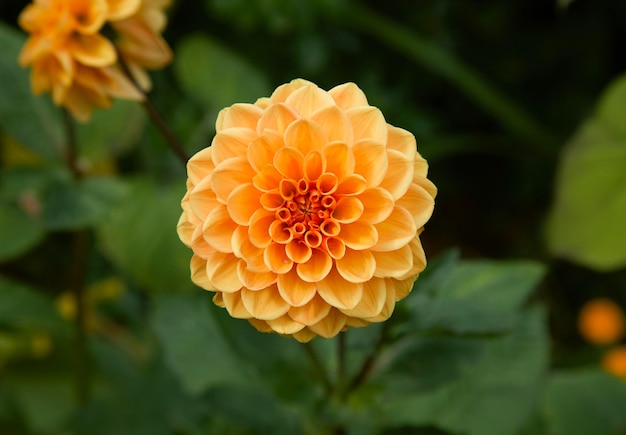 Enkele oranje dahlia bloem op groene intreepupil achtergrond