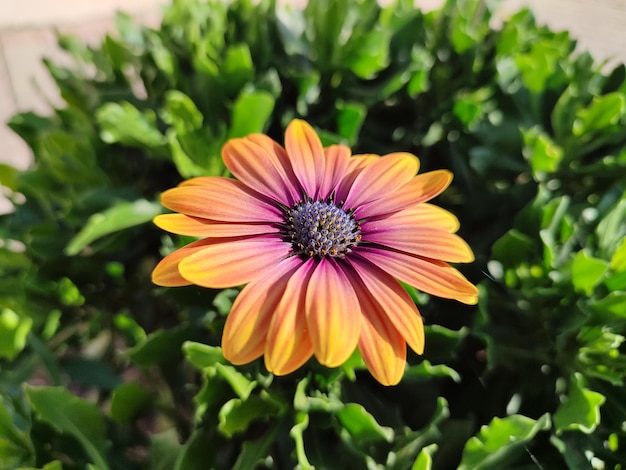 Enkele oranje en roze Afrikaanse Daisy (Osteospermum) bloem close-up