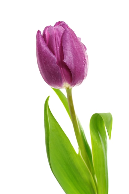 Enkele paarse tulp