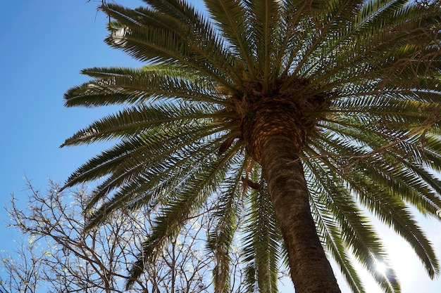 Enkele palmboom en lucht op de achtergrond