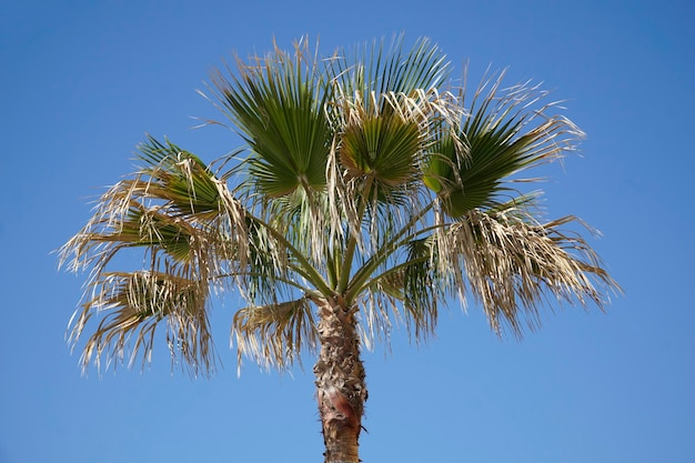 Enkele palmboom en lucht op de achtergrond