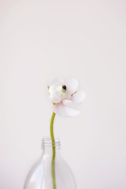 Enkele ranunculus bloem boterbloem in een glazen fles vorm vaas op een minimale witte muur achtergrond met kopie ruimte floral samenstelling plantkunde behang of wenskaart