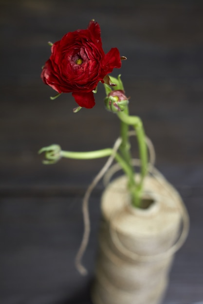 Enkele rode ranunculus in een vaas van een spiraal van grove draden op donker