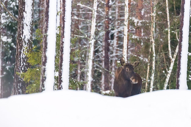 enkele stier eland in winter forest