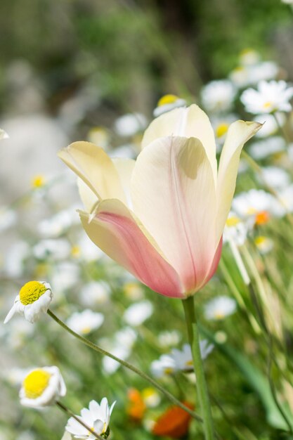 Enkele tulp bloem bloeien in het voorjaar