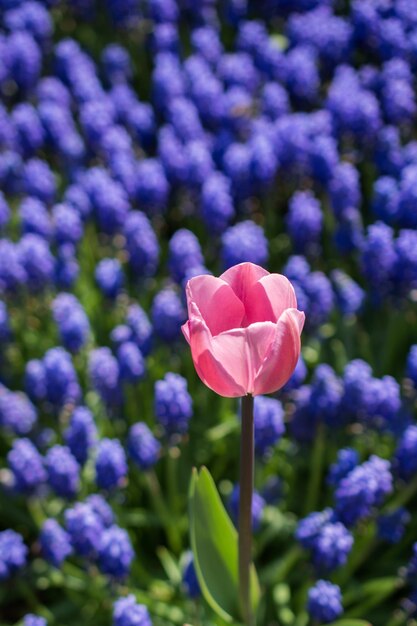 Enkele tulpenbloem in het voorjaar