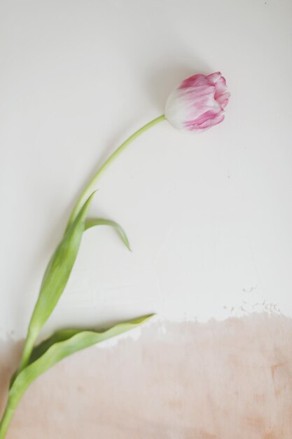 Enkele verse roze tulp geïsoleerd op een witte achtergrond banner bovenaanzicht lente concept maart oost