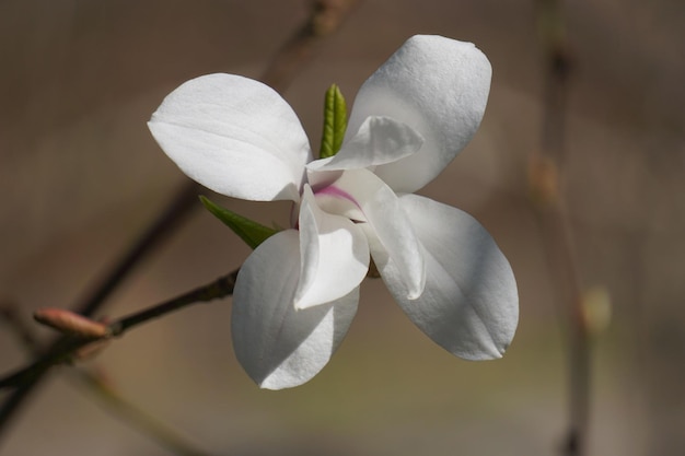 Enkele witte magnolia bloem onscherpe achtergrond