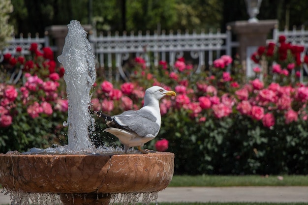 Enkele zeemeeuw in het park met rozen