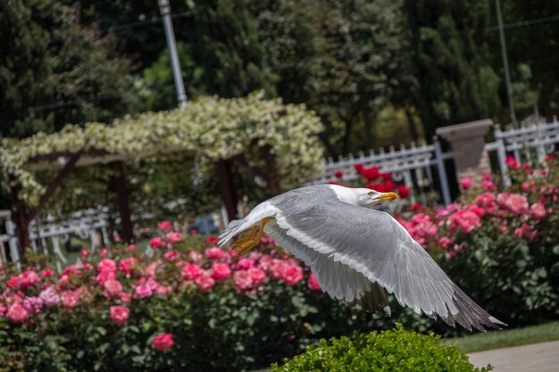 Enkele zeemeeuw in het park